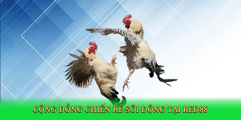 Cộng đồng chiến kê sôi động tại Red88