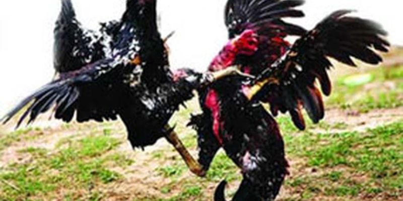 cược đá gà tại GO88