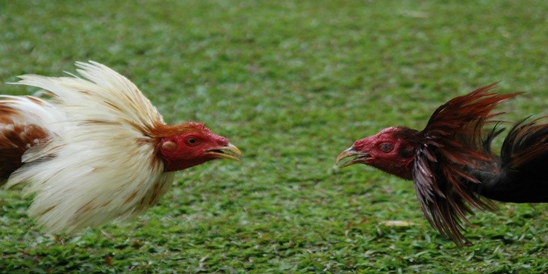 Hỗ trợ rất chuyên tâm