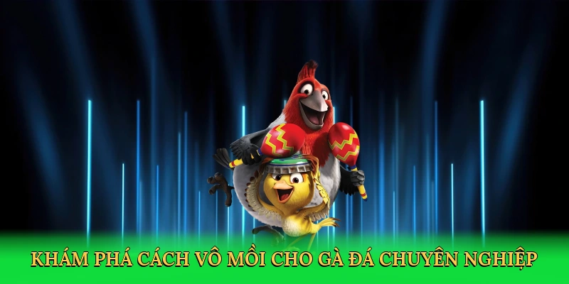 Khám phá cách vô mồi cho gà đá chuyên nghiệp