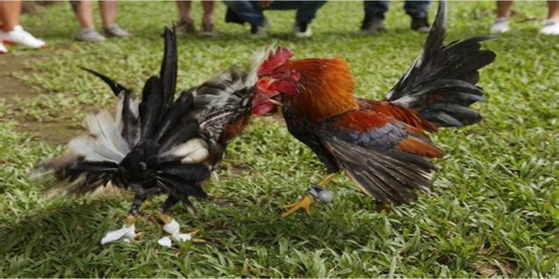 Nhiều đặc điểm siêu đã