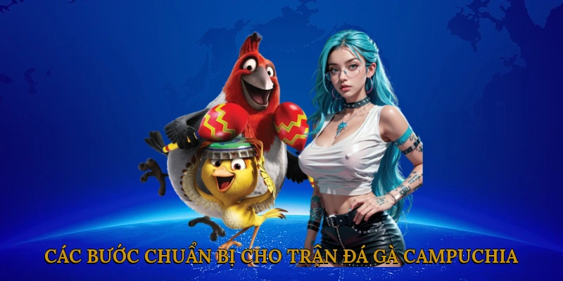 Các bước chuẩn bị cho một trận đá gà Campuchia